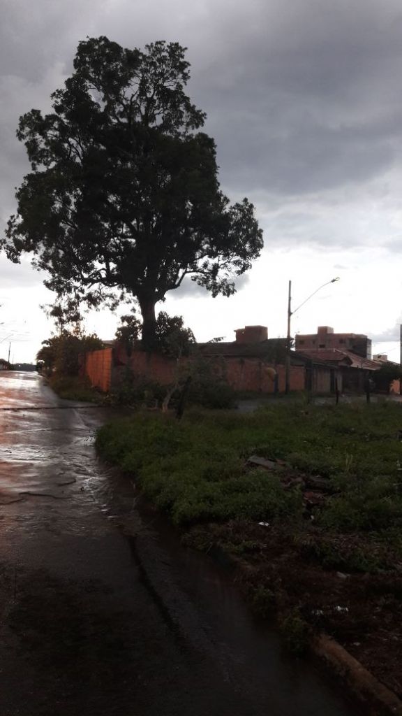 Chuva causa quedas de árvores e postes em Patos de Minas | Patos Agora - A notícia no seu tempo - https://patosagora.net