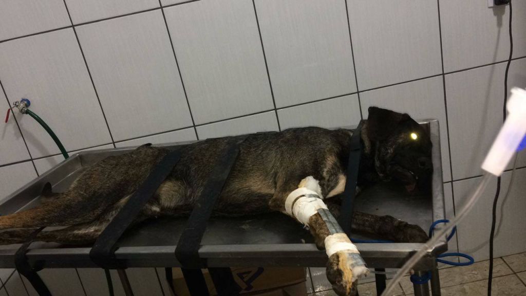 Vários cães abandonados foram envenenados em Serra do Salitre | Patos Agora - A notícia no seu tempo - https://patosagora.net