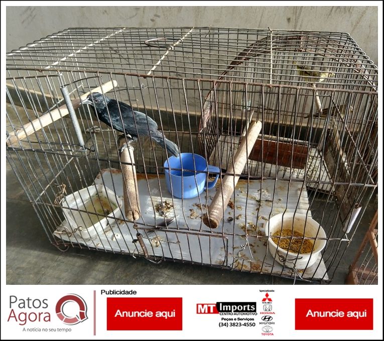 Polícia Ambiental realiza apreensão de pássaros no Bairro Cristo Redentor | Patos Agora - A notícia no seu tempo - https://patosagora.net