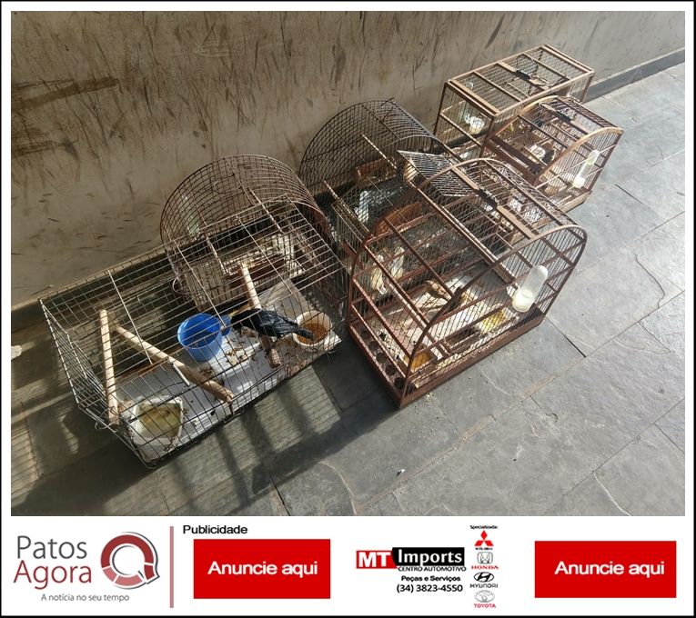 Polícia Ambiental realiza apreensão de pássaros no Bairro Cristo Redentor | Patos Agora - A notícia no seu tempo - https://patosagora.net