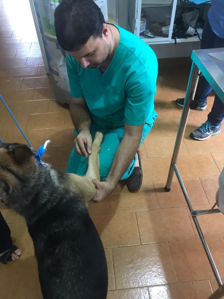 ONG denuncia ao Ministério Público e cadela que era espancada pelo dono é resgatada | Patos Agora - A notícia no seu tempo - https://patosagora.net