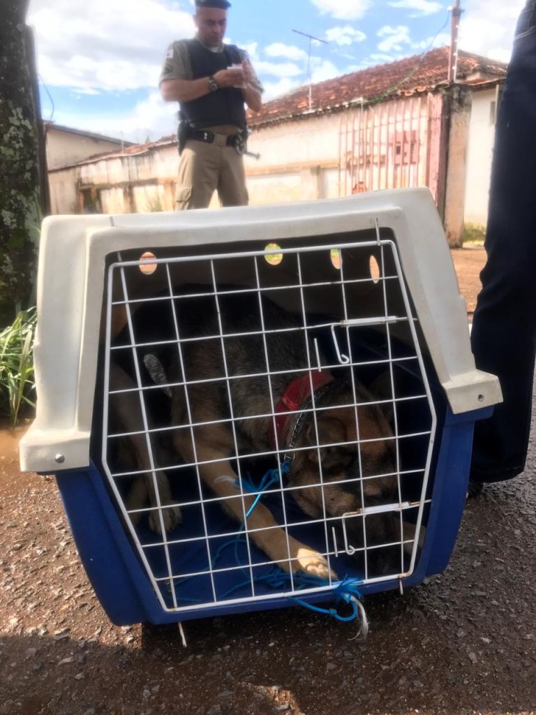 ONG denuncia ao Ministério Público e cadela que era espancada pelo dono é resgatada | Patos Agora - A notícia no seu tempo - https://patosagora.net