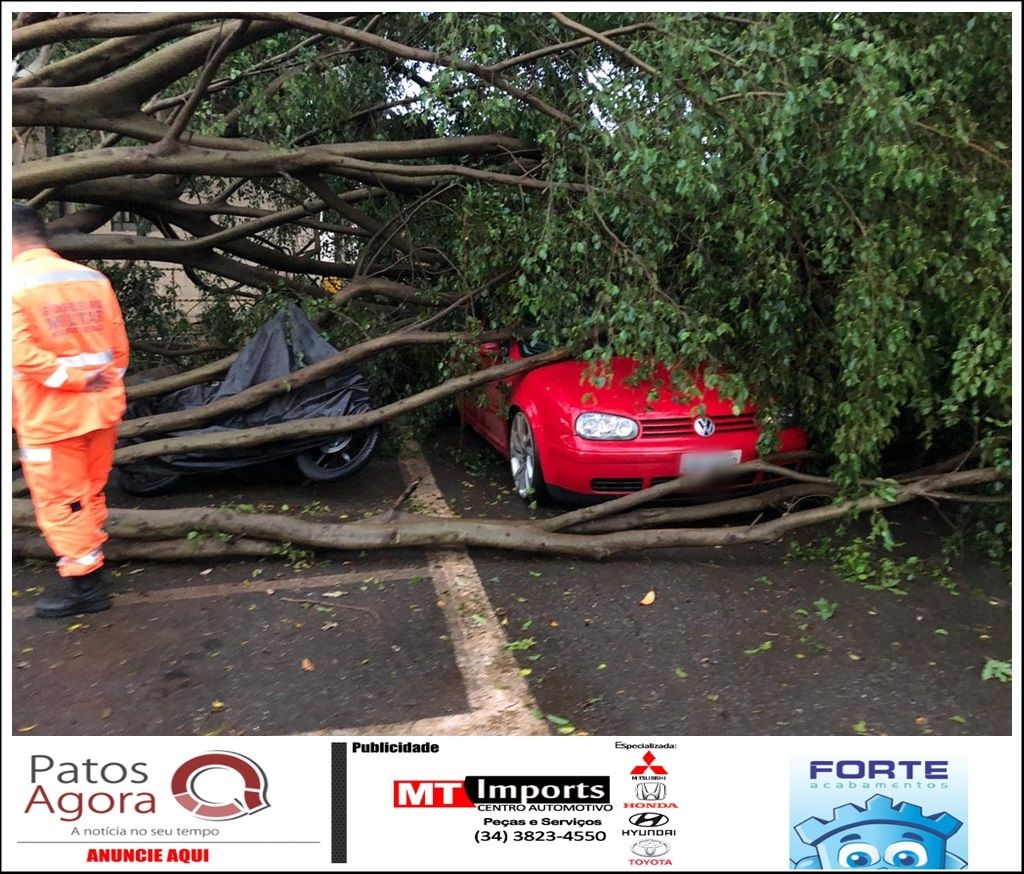 Árvore de grande porte cai em cima de 8 veículos no Bairro Distrito Industrial | Patos Agora - A notícia no seu tempo - https://patosagora.net