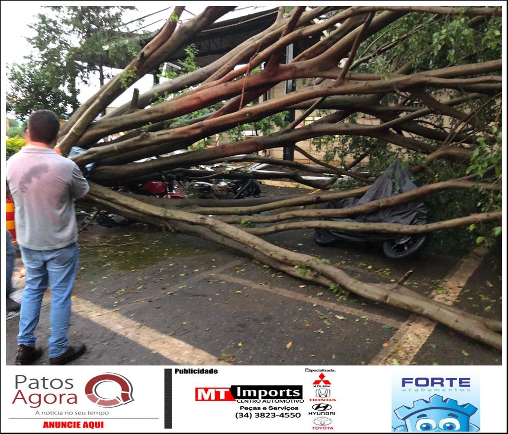 Árvore de grande porte cai em cima de 8 veículos no Bairro Distrito Industrial | Patos Agora - A notícia no seu tempo - https://patosagora.net