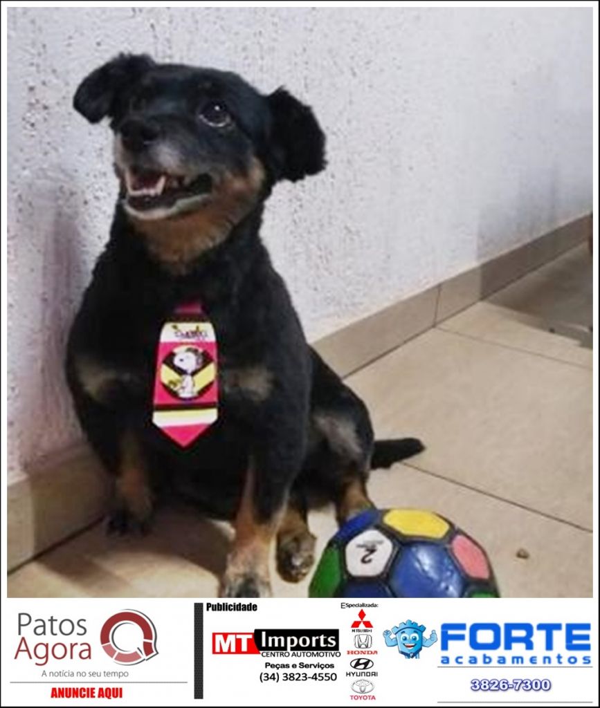 Família pede ajuda para encontrar cão que desapareceu nas imediações do Bairro Jardim Recanto | Patos Agora - A notícia no seu tempo - https://patosagora.net