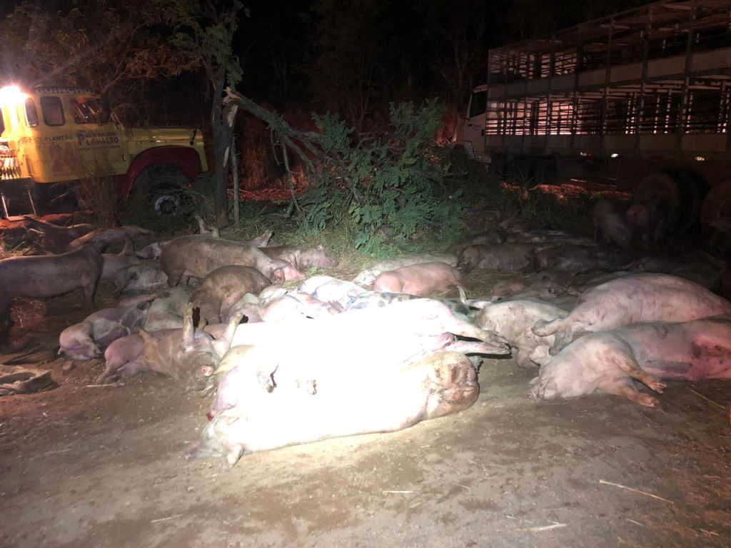 Carreta com porcos vivos tomba na rodovia MGC-462 | Patos Agora - A notícia no seu tempo - https://patosagora.net