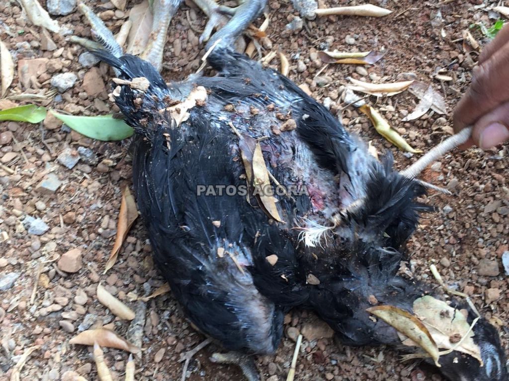 20 frangos são mortos e proprietário pede ajuda para identificar autor | Patos Agora - A notícia no seu tempo - https://patosagora.net