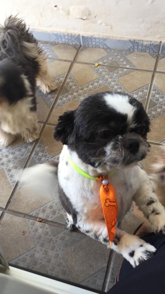 Ladrões furtam cães da raça Shih Tzu de residência e deixam bilhete no local | Patos Agora - A notícia no seu tempo - https://patosagora.net