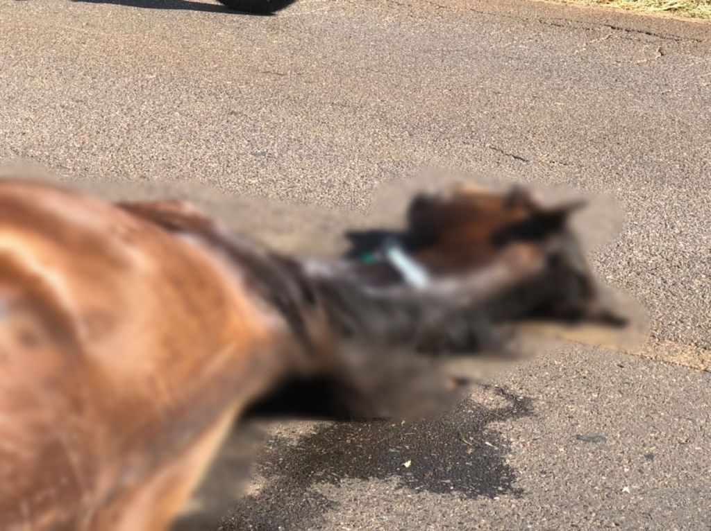 Motociclista fica ferido após atropelar cavalo na Avenida Afonso Queiroz  | Patos Agora - A notícia no seu tempo - https://patosagora.net