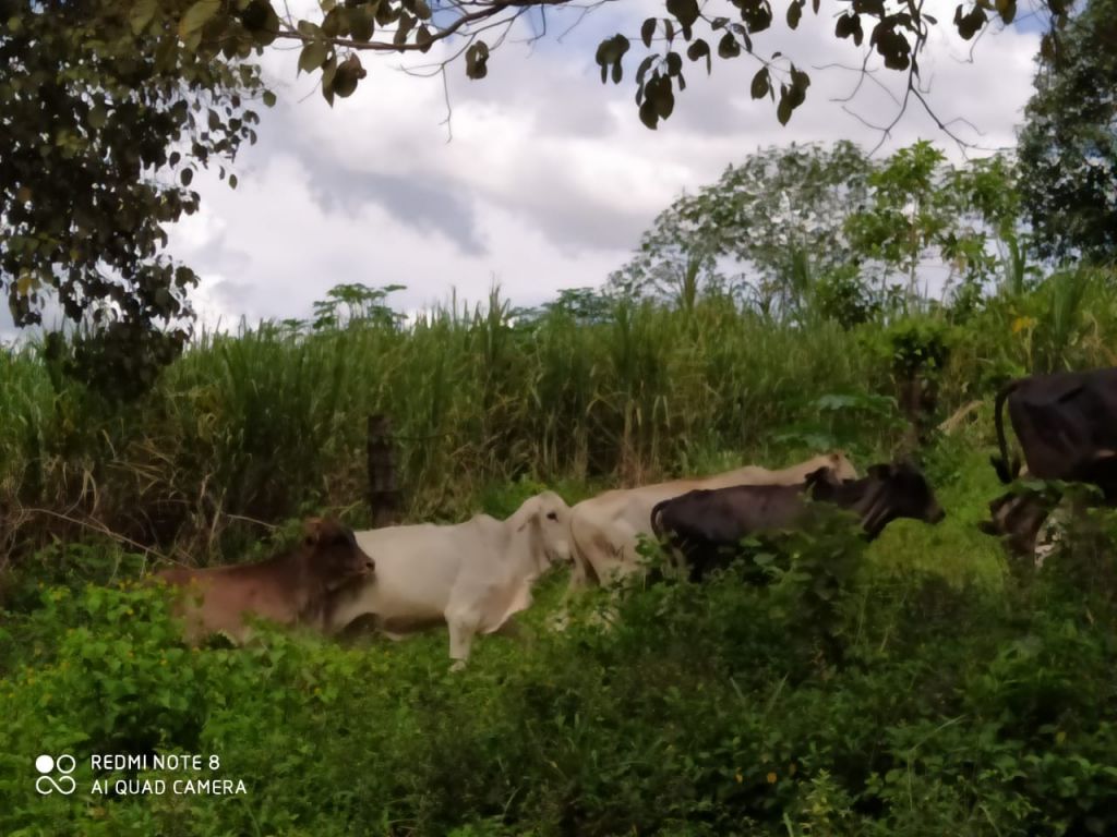 Polícia Civil recupera gado furtado na zona rural de Serra do Salitre | Patos Agora - A notícia no seu tempo - https://patosagora.net