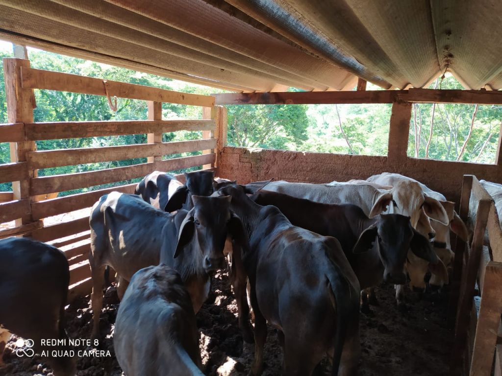 Polícia Civil recupera gado furtado na zona rural de Serra do Salitre | Patos Agora - A notícia no seu tempo - https://patosagora.net