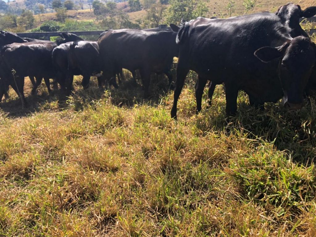 Polícia Civil recupera na zona rural de Lagoa Formosa gado furtado em Nova Ponte | Patos Agora - A notícia no seu tempo - https://patosagora.net
