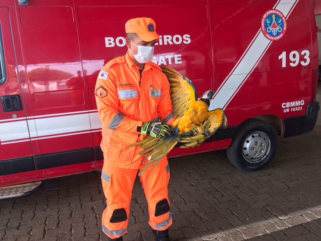 Bombeiros capturam três animais silvestres feridos no perímetro urbano de Patos de Minas | Patos Agora - A notícia no seu tempo - https://patosagora.net