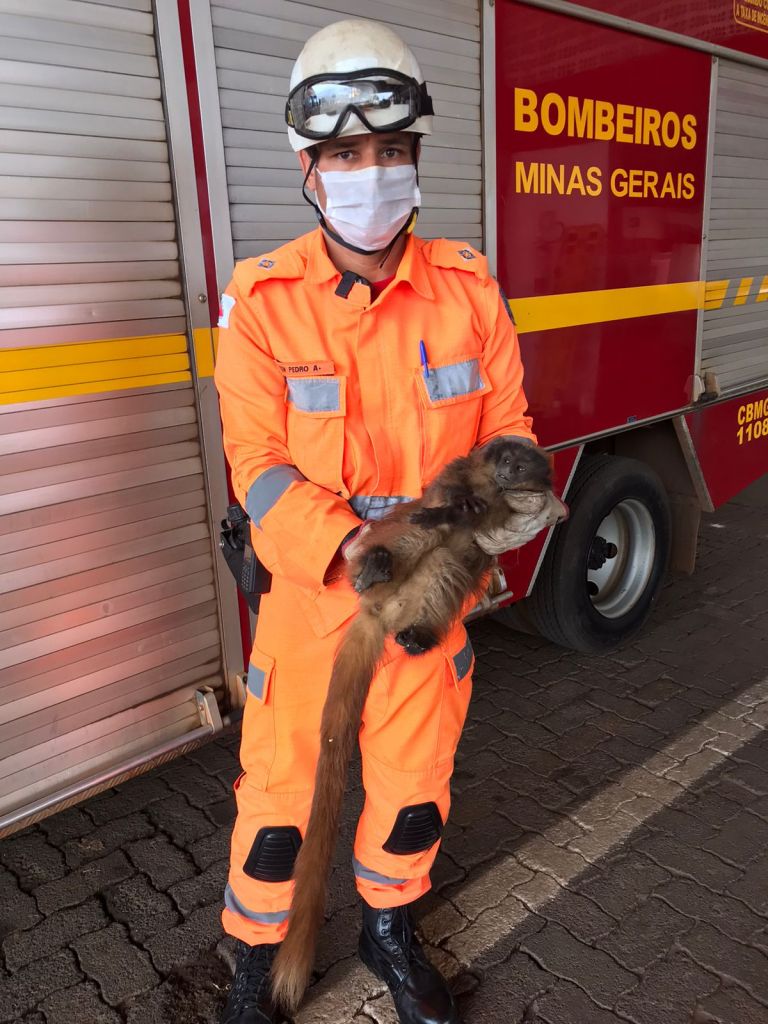 Bombeiros capturam três animais silvestres feridos no perímetro urbano de Patos de Minas | Patos Agora - A notícia no seu tempo - https://patosagora.net