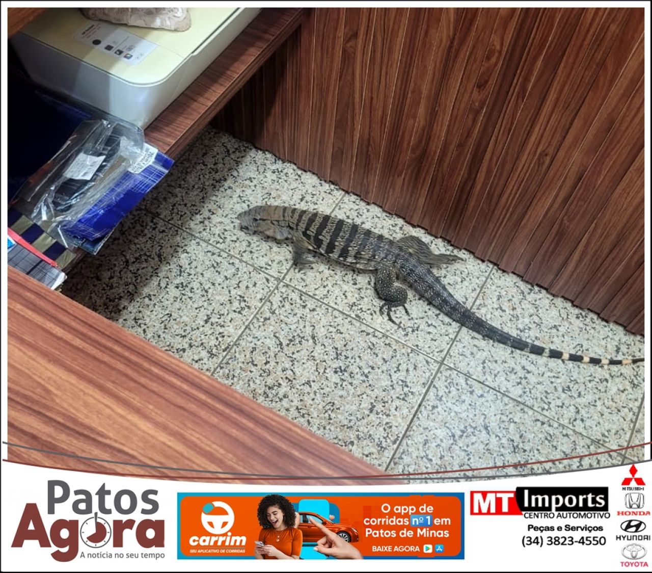 Corpo de Bombeiros resgata lagarto Teiú dentro de loja no Centro de Patos de Minas