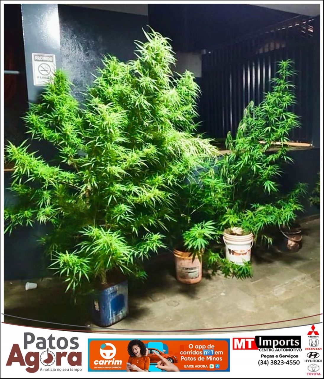 PM prende homem e localiza plantação de maconha em Patos de Minas