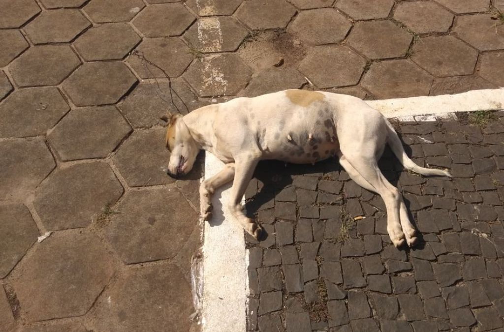 Cachorra é encontrada enforcada com arame em praça na cidade de Carmo do Paranaíba