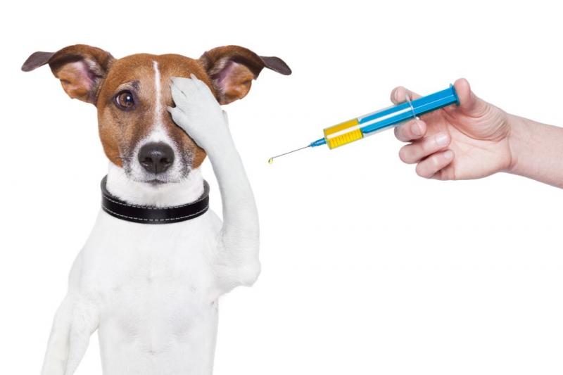 Centro de Controle de Zoonoses realizará amanhã (29), a última etapa da Campanha de Vacinação Antirrábica 