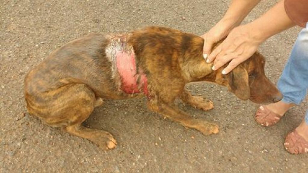 Caso de cães envenenados e queimados com soda caustica, revolta população de Matutina