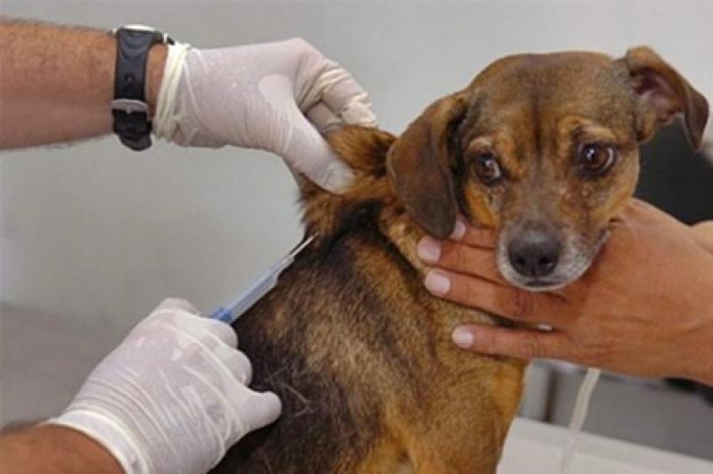 Centro de Controle de Zoonoses realizará Campanha de Vacinação de cães e gatos em algumas áreas rurais do Município 