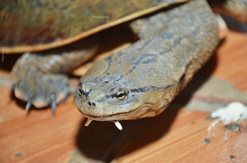 Cágados não retirados da Lagoa Grande sofrem com ambiente seco e atropelamentos