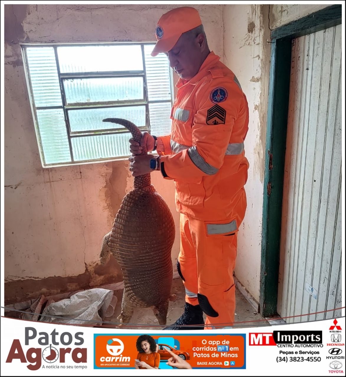 Corpo de Bombeiros captura tatu-canastra em residência na região de Pindaíbas