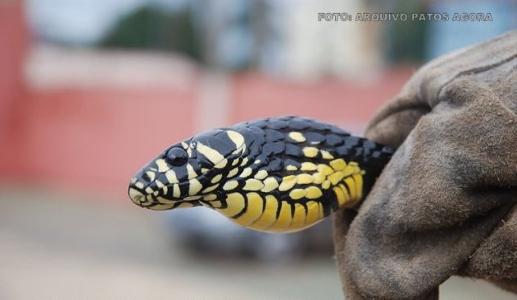 Bombeiros capturam serpente caninana em condomínio de Patos de Minas