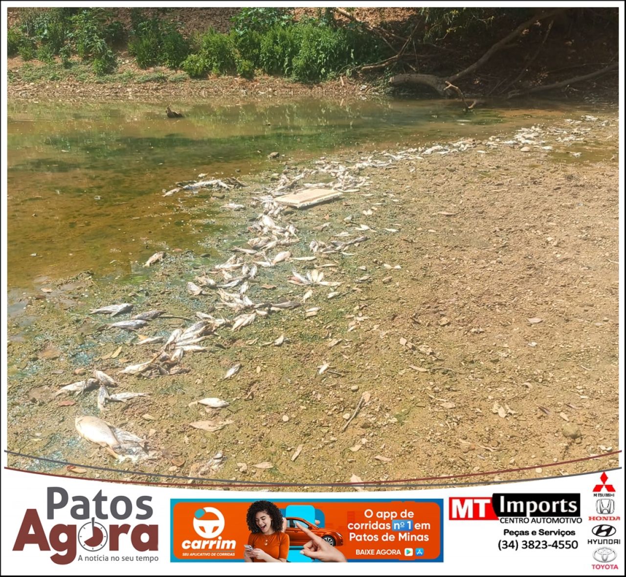 Polícia Ambiental investiga mortandade de peixes no Rio Paranaíba em Patos de Minas