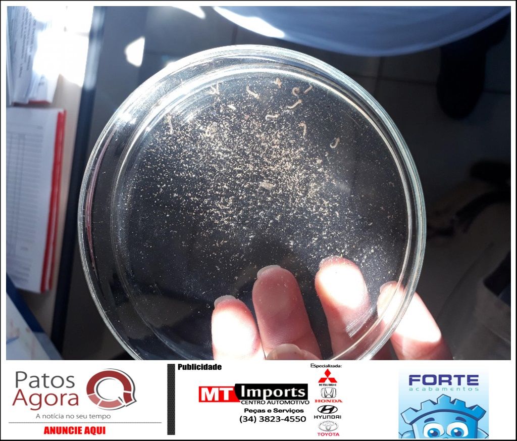 Levantamento indica baixo risco de infestação por Aedes aegypti em Patos de Minas
