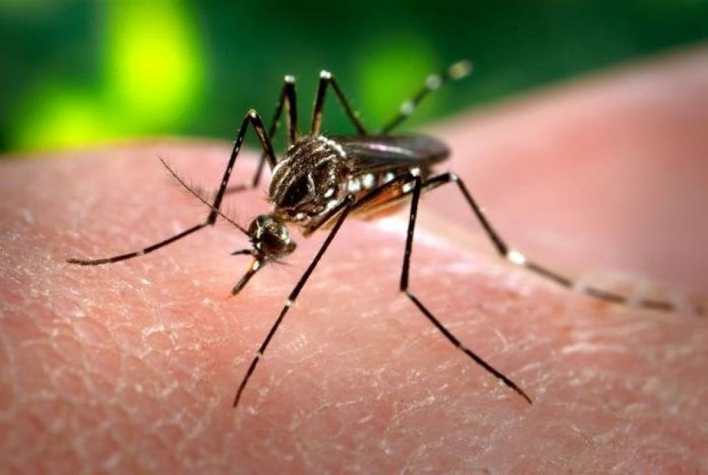 Presidente Olegário tem 224 casos de dengue e uma morte por conta da doença