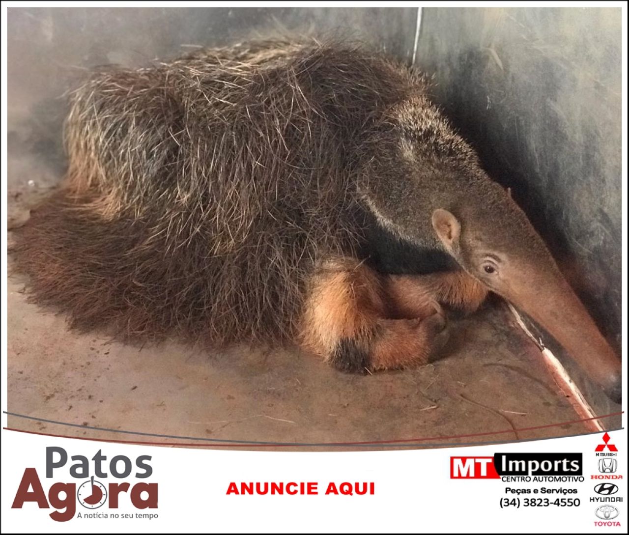 Terceiro tamanduá-bandeira é capturado nesta semana em Patos de Minas