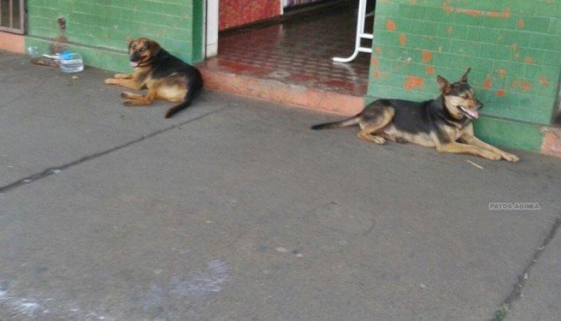 Bombeiros recolhem cães do centro de Patos de Minas