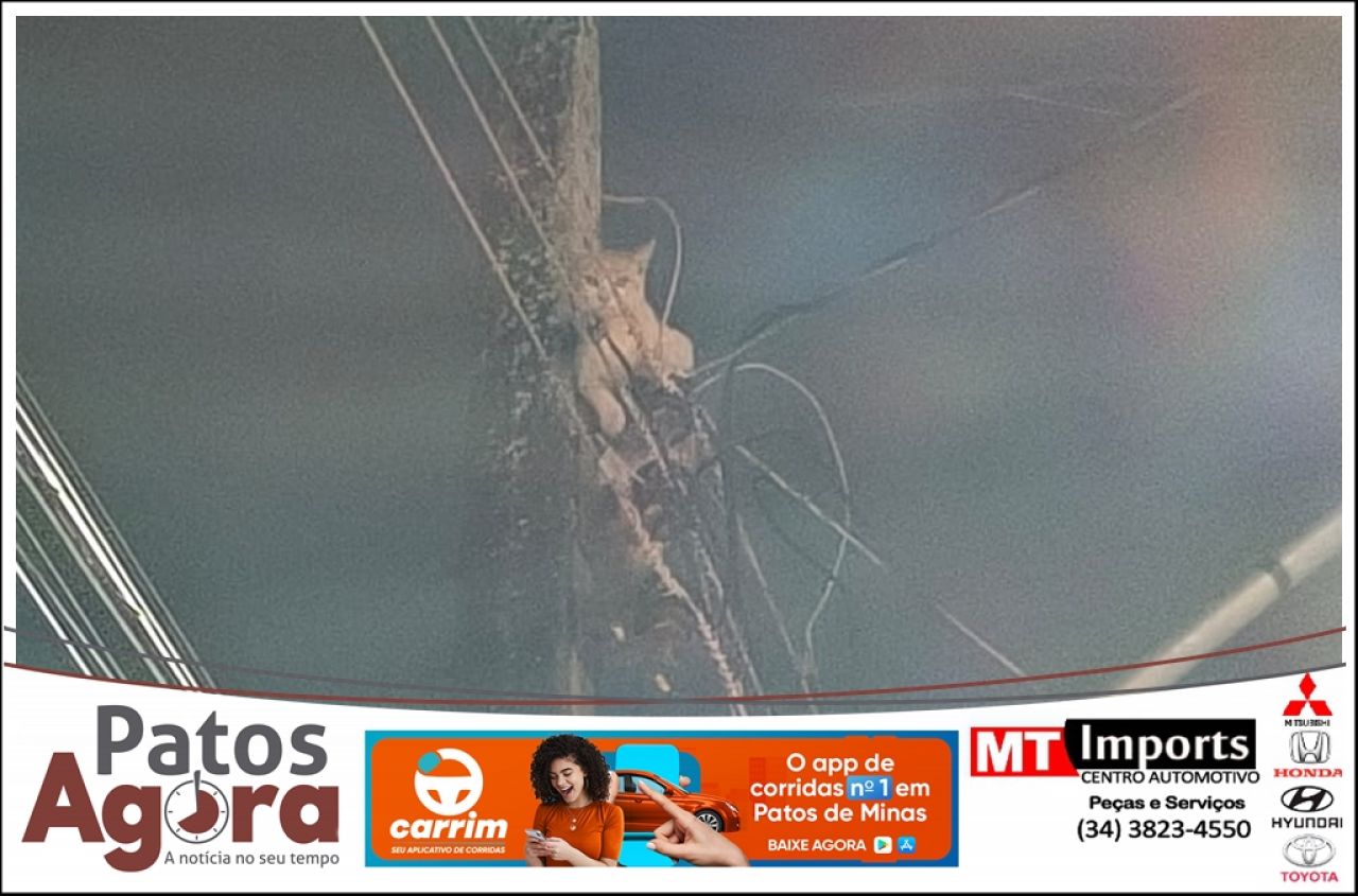 Bombeiros resgatam gato em poste de alta tensão no Bairro Alvorada