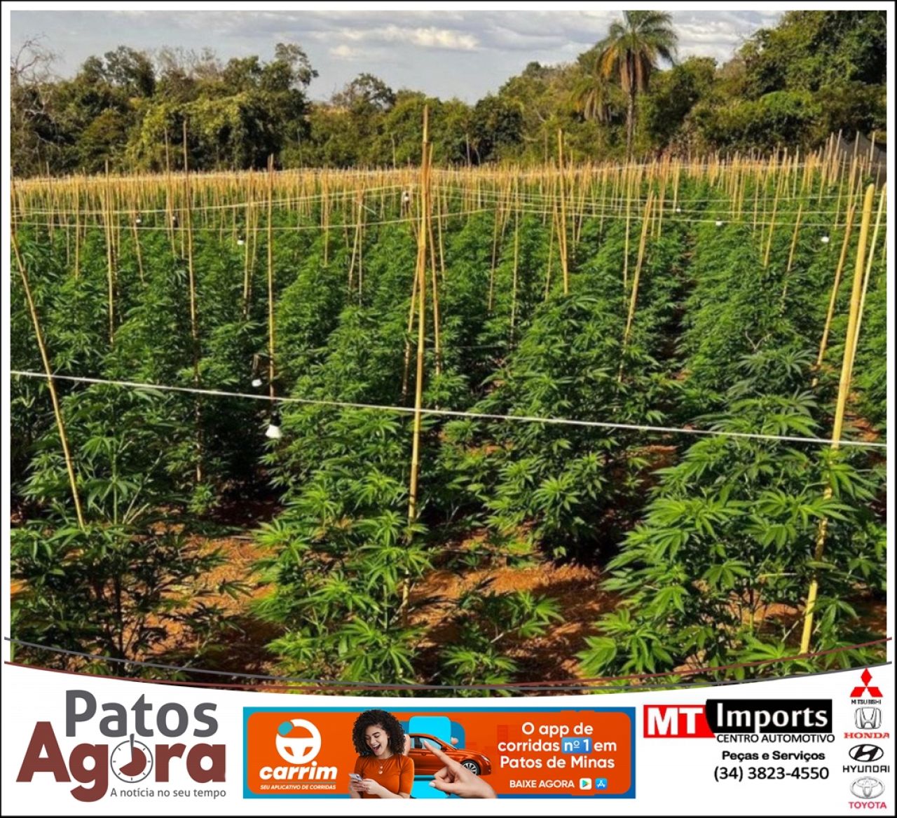 PC indicia cinco pessoas por plantação de maconha em Coromandel