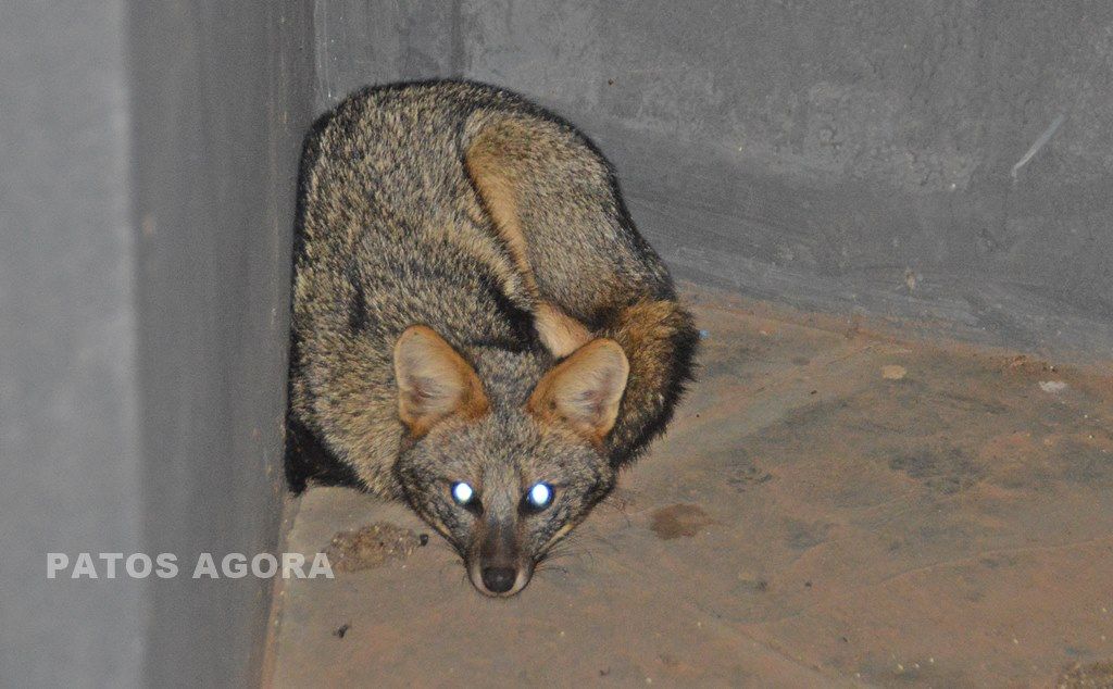 Raposa é capturada dentro de estacionamento no centro de Patos de Minas.