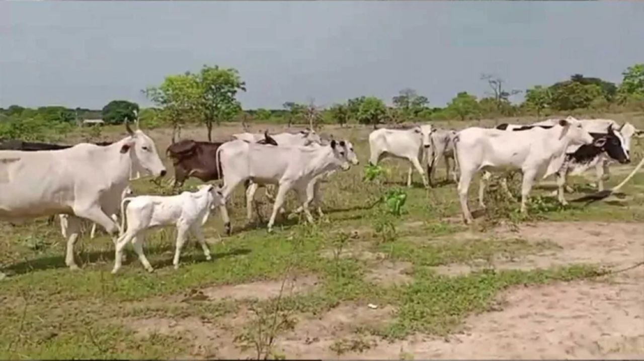 Criminosos furtam 17 cabeças de gado em fazenda em João Pinheiro