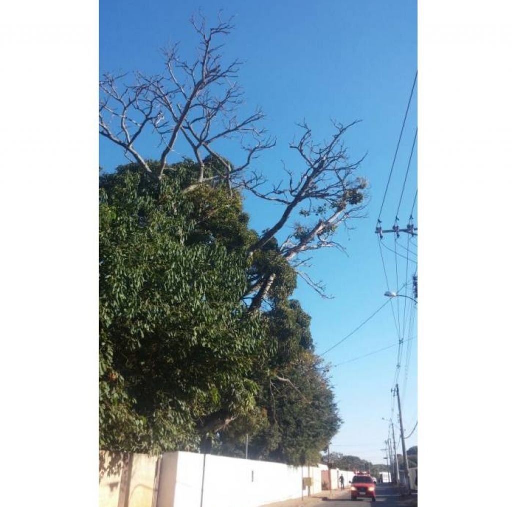 Bombeiros interditam rua para cortar árvore com risco de queda