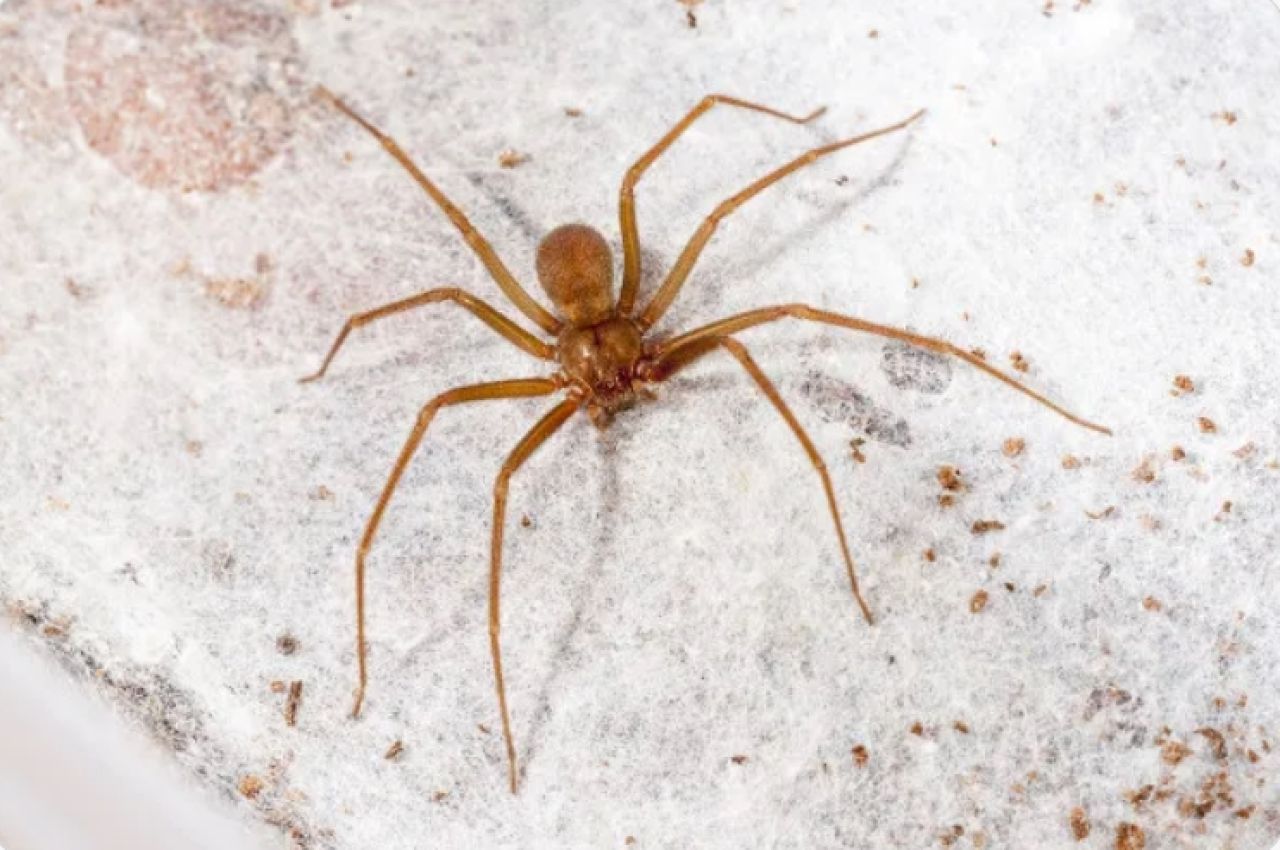 Secretaria Municipal de Saúde investiga mortes que teriam sido causados por picadas de aranha
