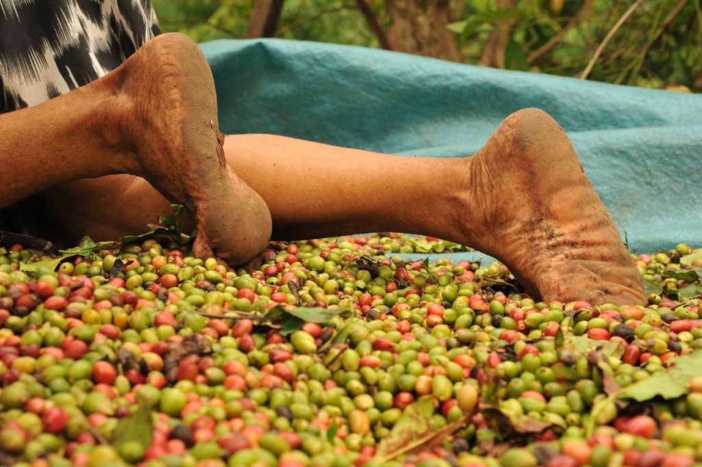 Trabalho escravo: fiscalização resgata 59 trabalhadores em cafezais de Campos Altos e Santa Rosa da Serra