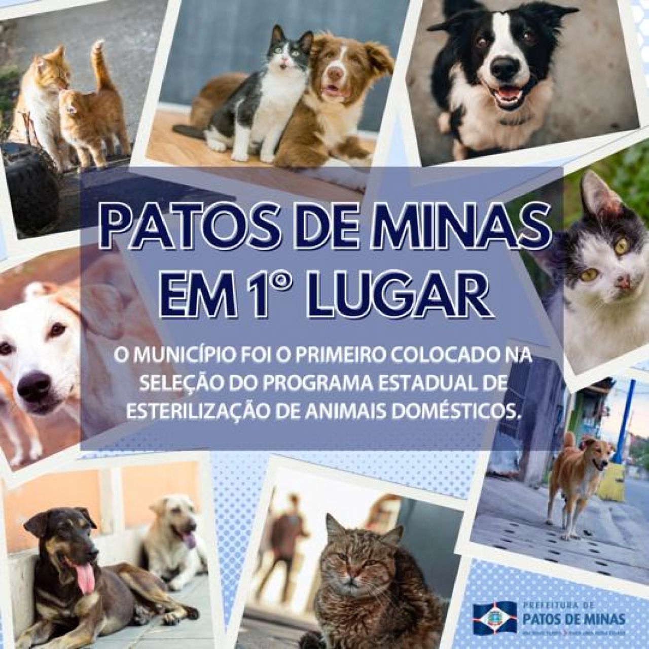 Patos de Minas fica em primeiro lugar no Programa Estadual de Esterilização de Animais Domésticos