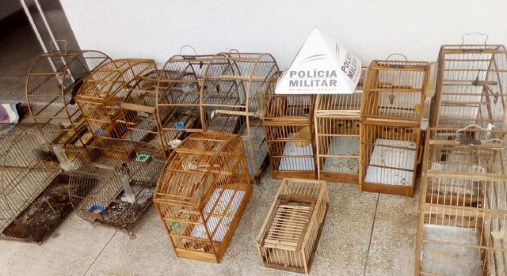 Homem é preso em flagrante por manter em cativeiro 13 pássaros da fauna silvestre