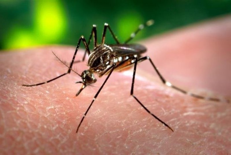 Superintendência Regional de Saúde confirma 3 casos de zika vírus. Gestante está entre contaminados