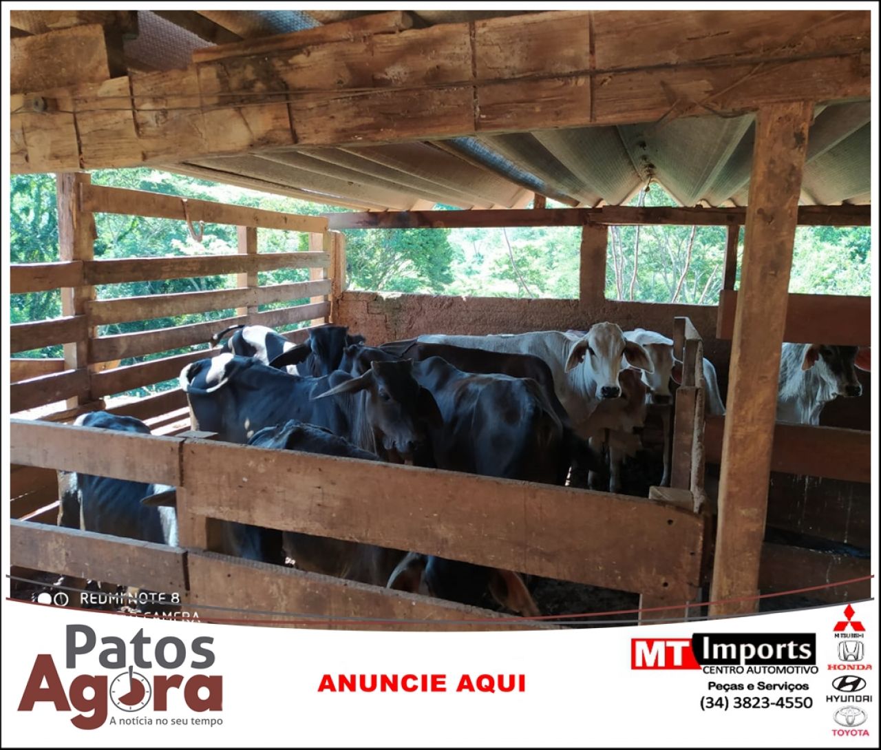 Polícia Civil recupera gado furtado na zona rural de Serra do Salitre