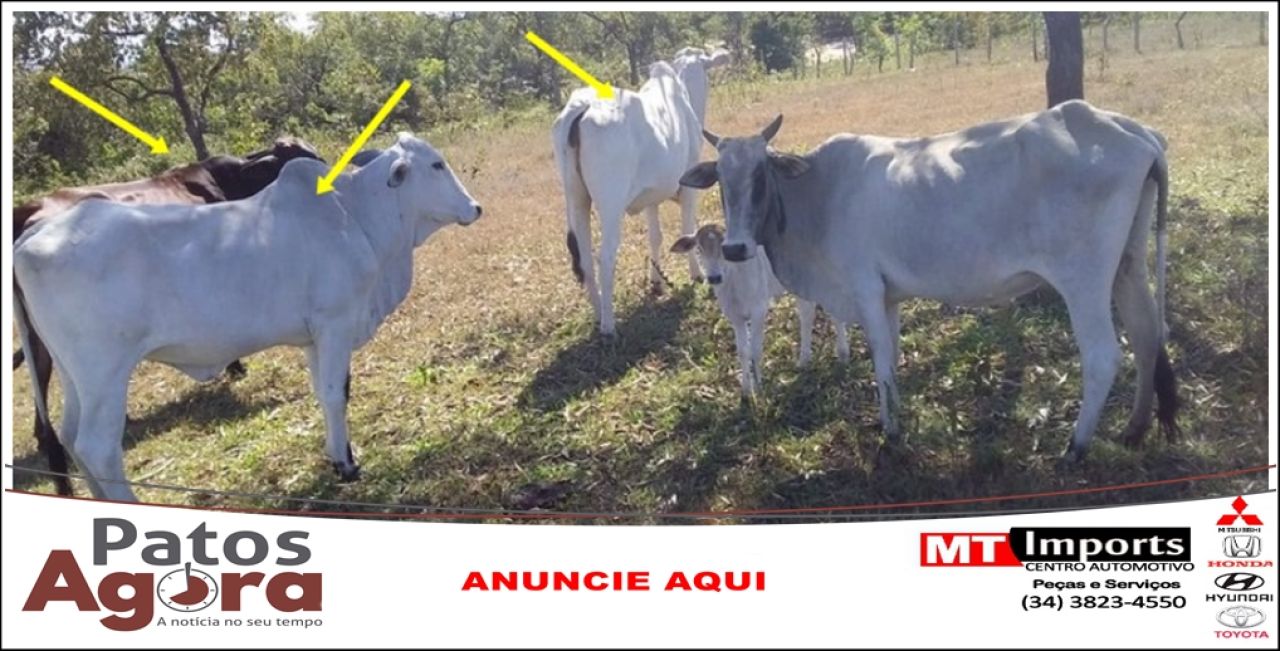 Produtor Rural procura a polícia após sumiço de vacas na zona rural de Presidente Olegário