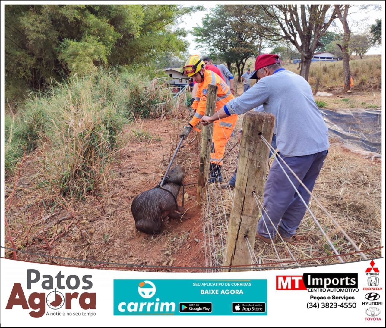 Bombeiros resgatam capivara que caiu em reservatório na Escola Agrícola -  Patos Agora - A notícia no seu tempo