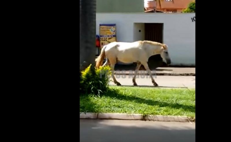 Cavalo solto é flagrado na Avenida Piauí