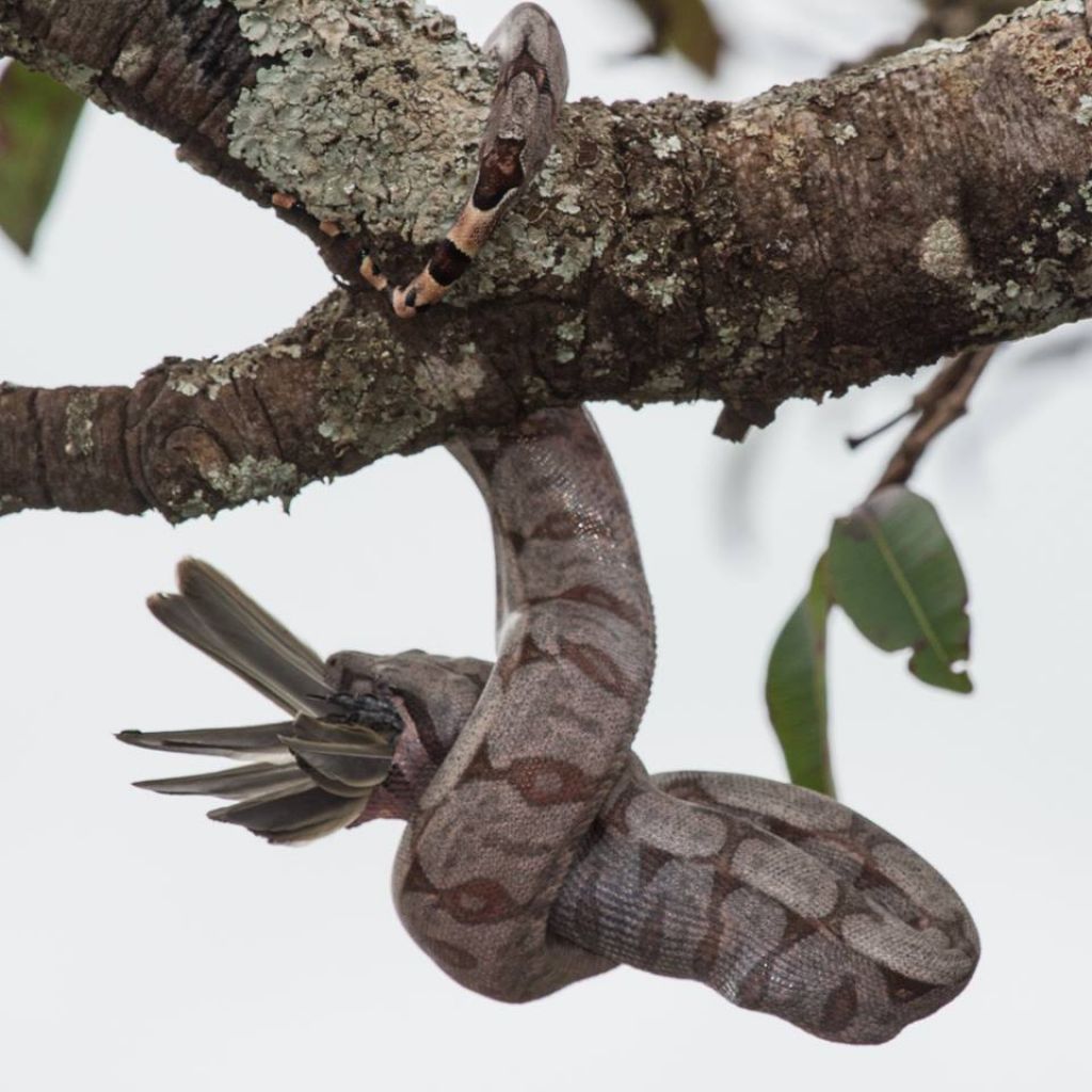 Fotógrafo serralitrense flagra jiboia comendo pássaro 