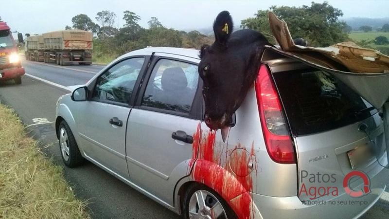 Vaca entra na frente de carro e casal fica ferido na BR-365 próximo da cidade de Guimarânia