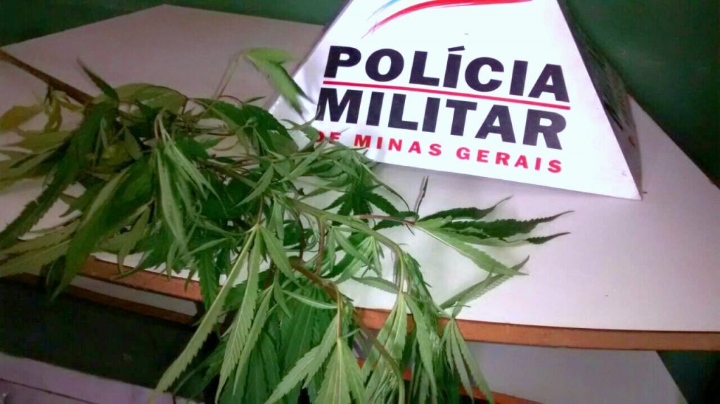 Proprietário encontra dois pés de maconha em lote do Bairro Residencial Barreiro