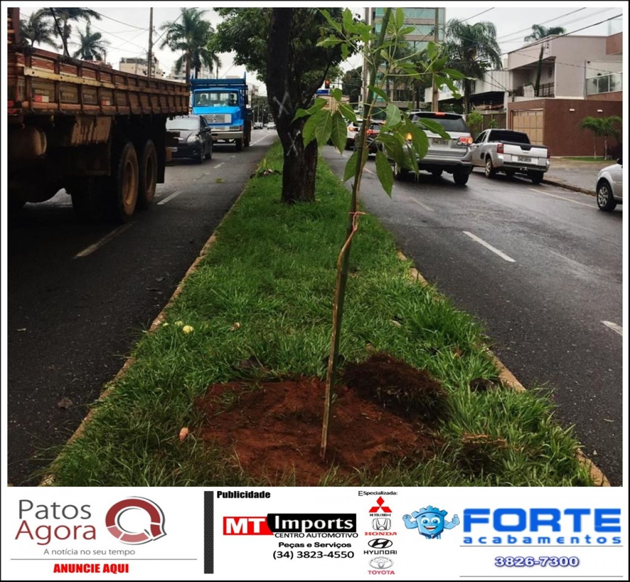 Diretoria de Meio Ambiente inicia substituição de árvores em vias públicas